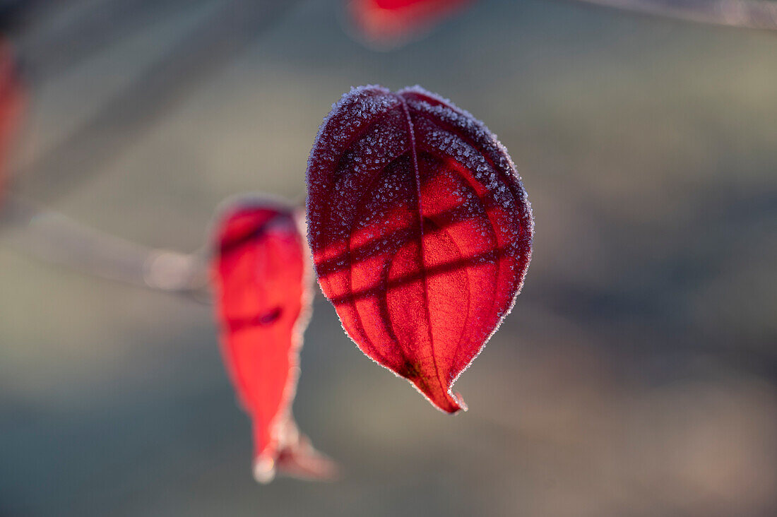 Autumn coloring dogwood (Cornus) leaves