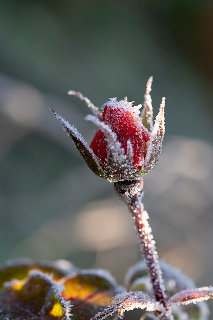 Frozen rose bud