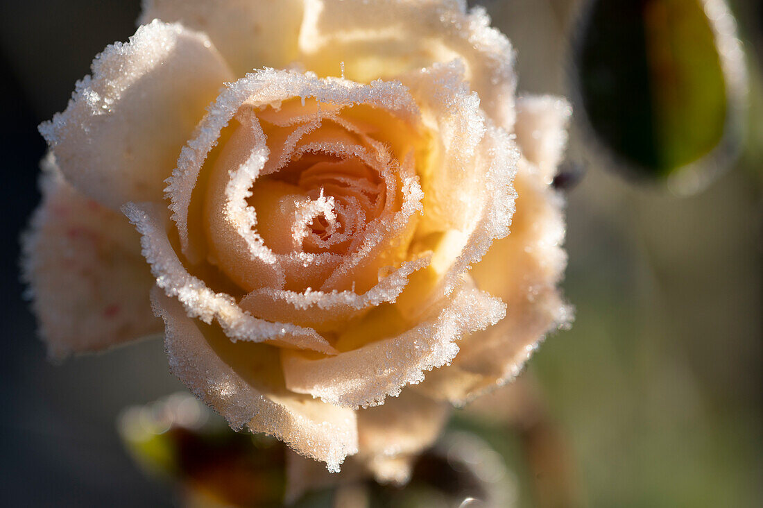 Frozen rose blossom