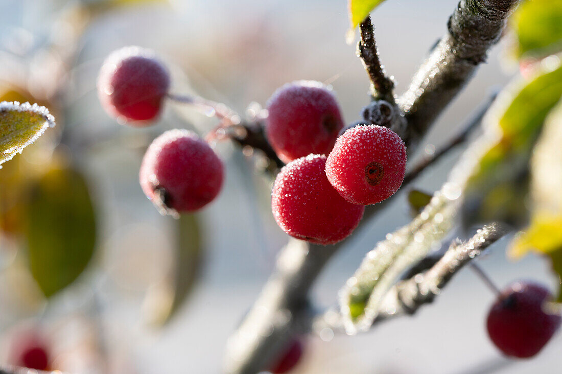 Ornamental apple - Malus 'Red Sentinel