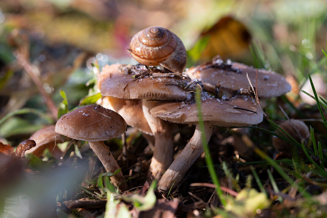 fairy ring mushroom (Marasmius oreades)