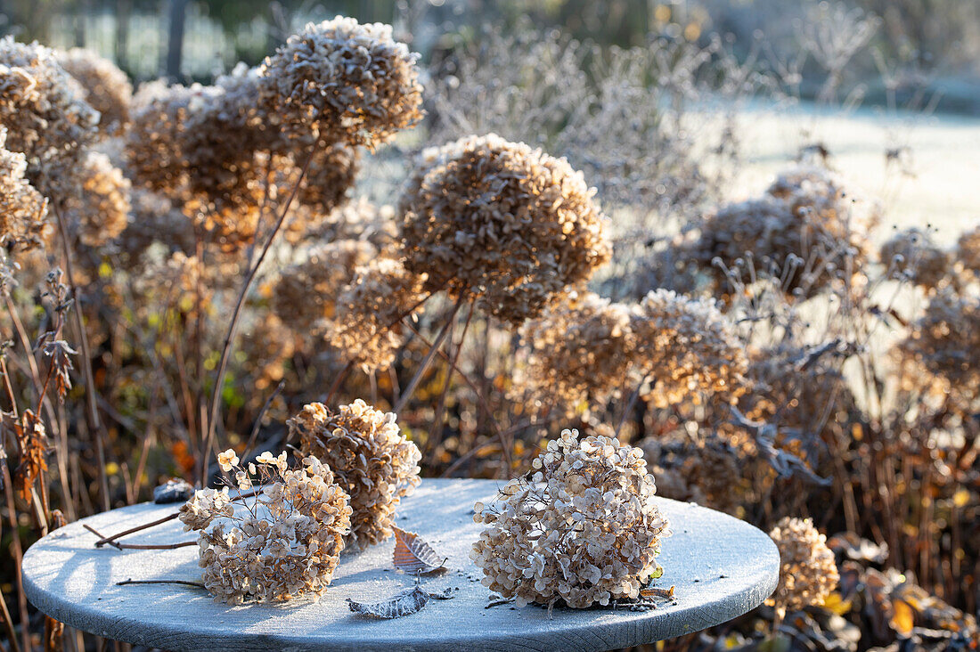 Smooth hydrangea - Hydrangea arborescens 'Annabelle