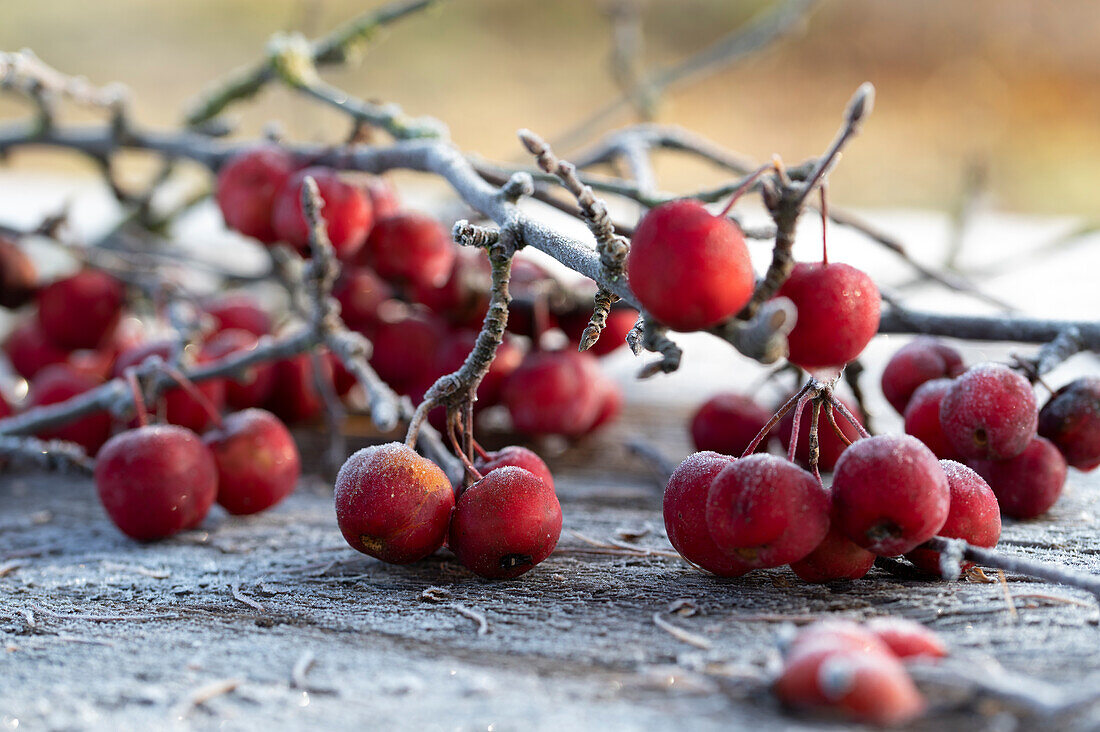 Ornamental apple - Malus 'Red Sentinel