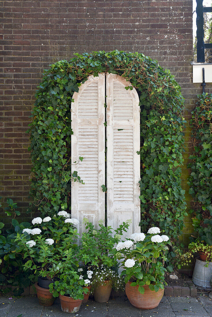 Old shutters covered with ivy behind white-flowering hydrangeas in terracotta pots