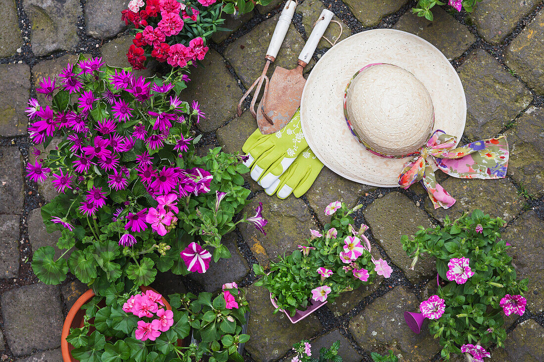 Various potted spring and summer flowers, straw hat, gardening tools and gloves on cabblestone pavement