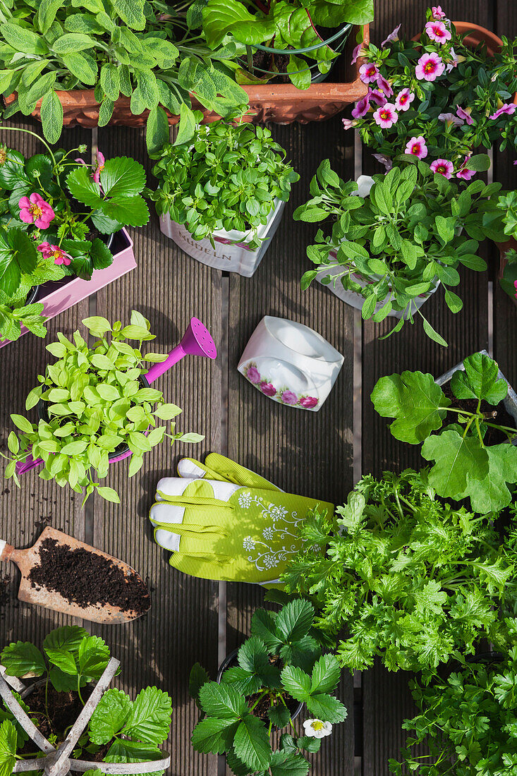 Pflanzen von Kräutern und Blumen in Vintage-Lagertöpfe für die Indoor-Landwirtschaft