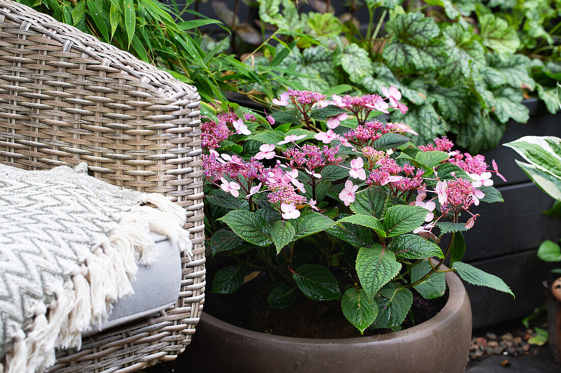 Rattan armchair and low-growing, purple hydrangea 'Lamona' in a pot