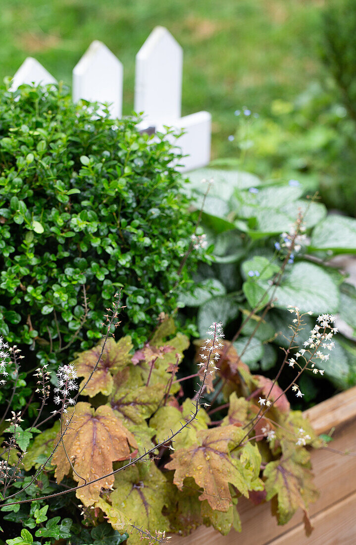 Wooden raised bed with 'Sweet Tea' foam bells, 'Jack Frost' Caucasian forget-me-not and boxwood ball