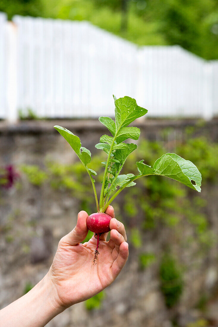 Gardener holding organic red radish