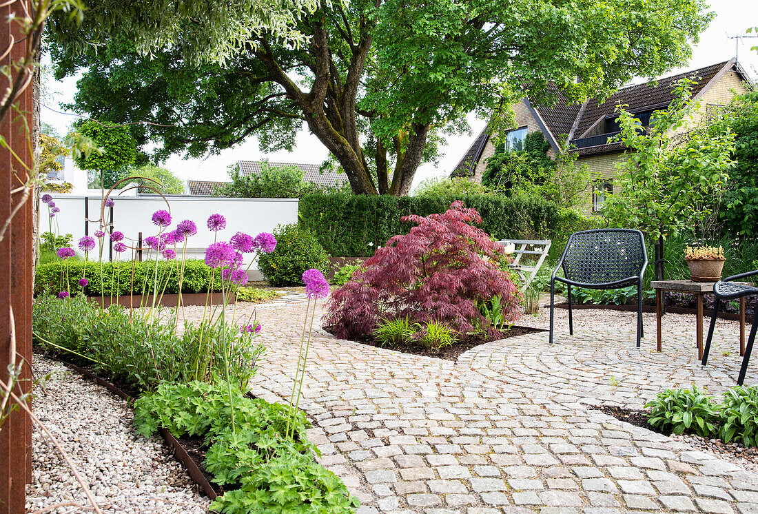 Roter Ahorn neben Sitzplatz und Zierlauch im Garten mit Weg aus Pflastersteinen