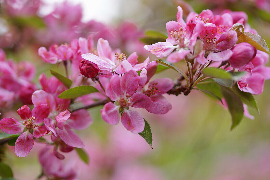 Zweig mit Apfelblüten