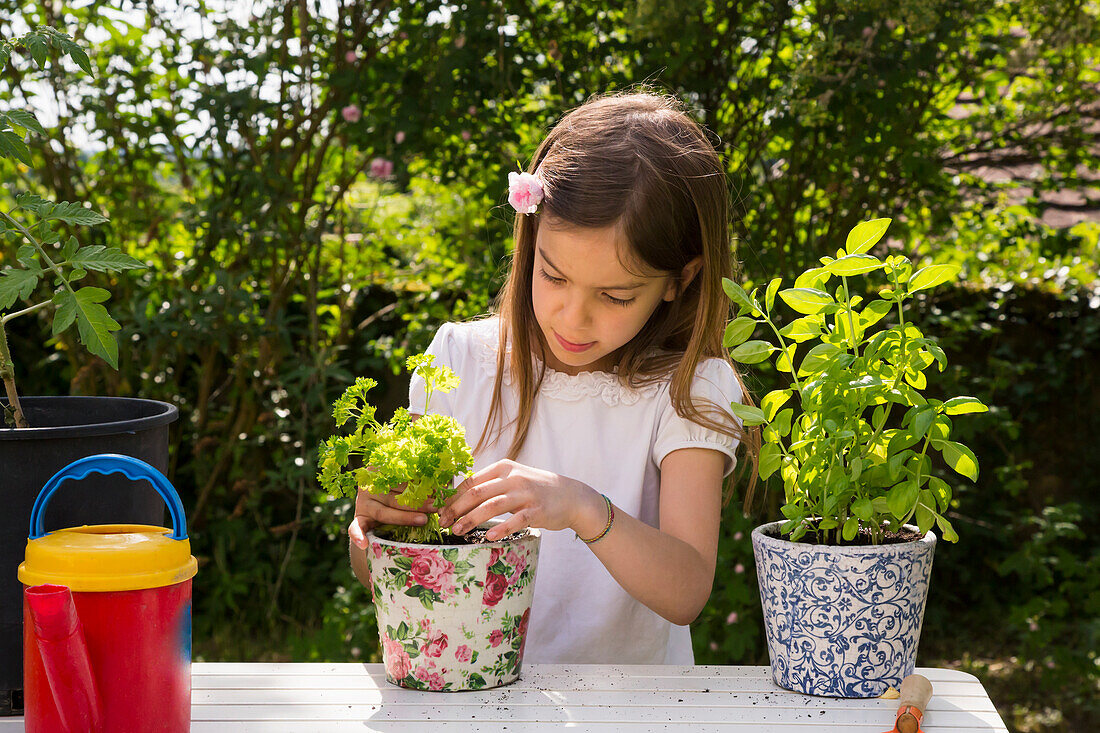 Little girl potting parsley on table in the garden