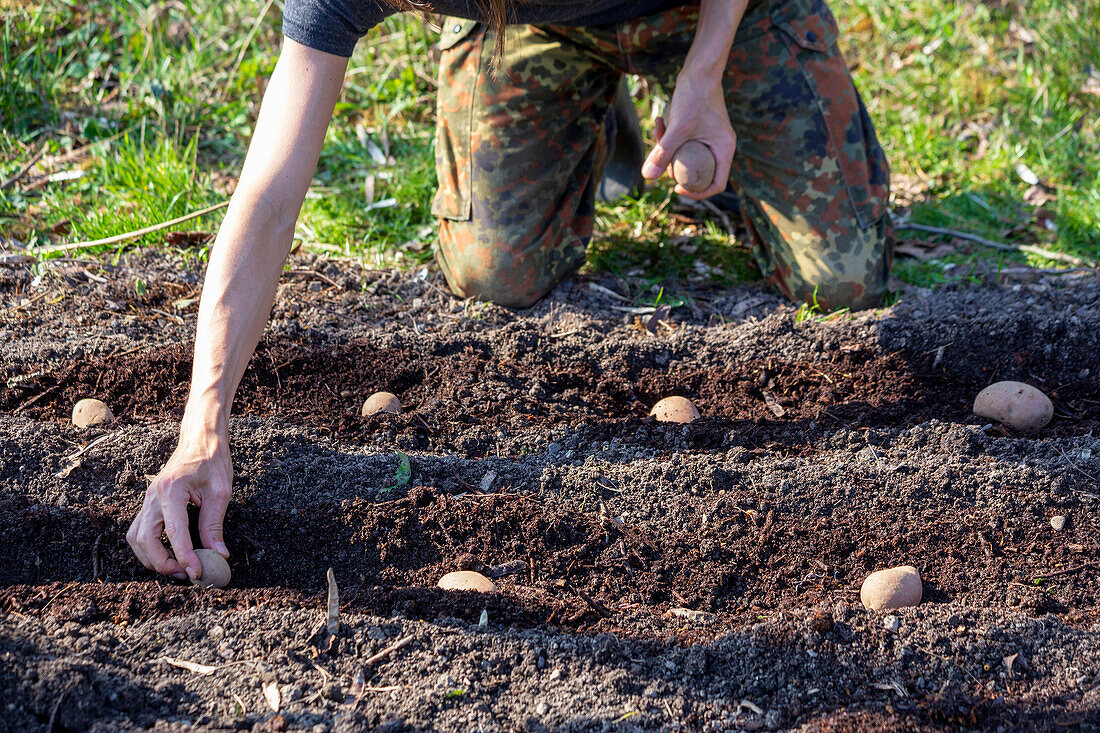 Man planting potato