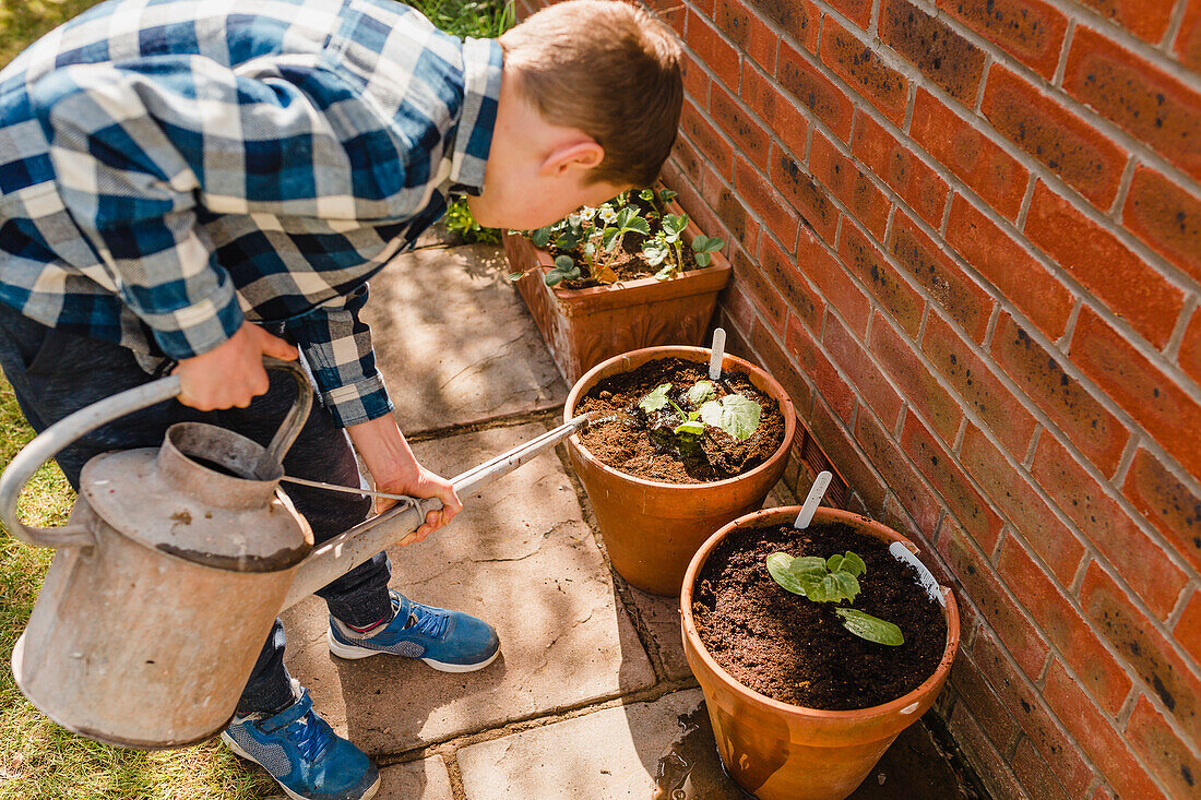 Boy watering seedling in flower pot
