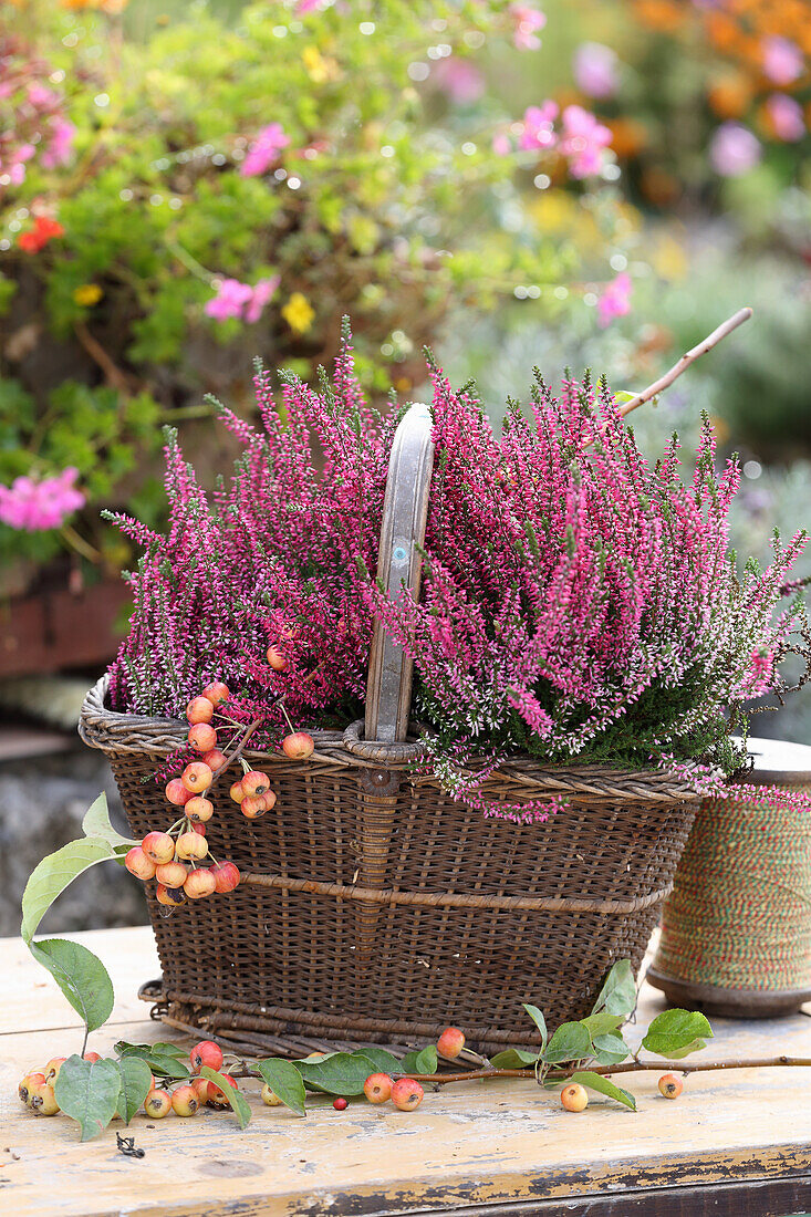 Heather in a basket