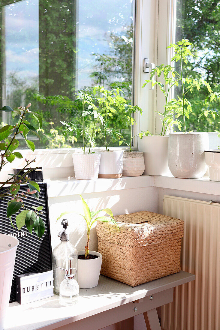 Bright windowsill with houseplants and decorative accessories