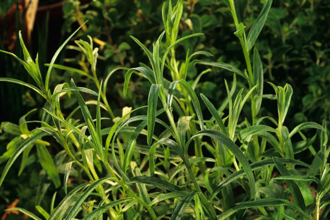 Tarragon in a pot (in herb garden)