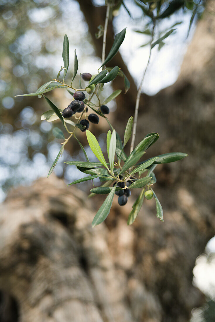Olivenzweige