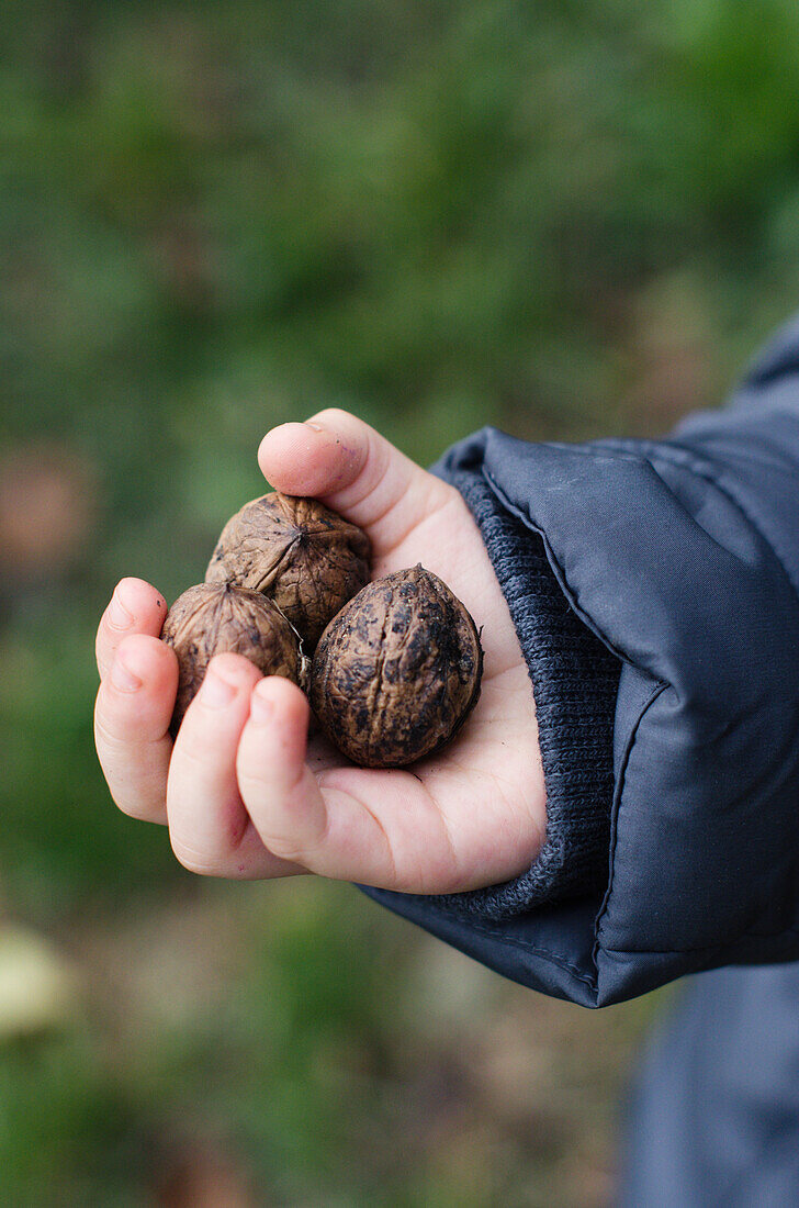 Child's hand holding walnuts