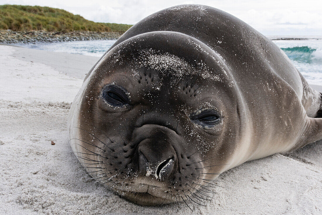 Southern elephant seal pup resting on a beach