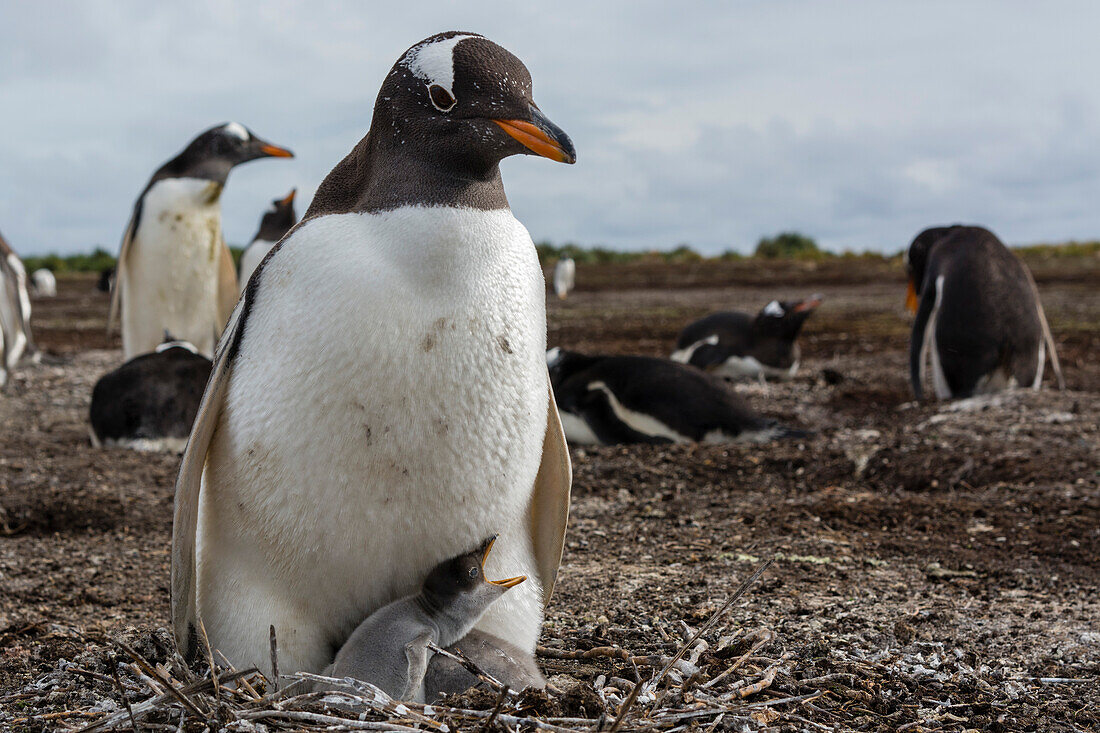 Gentoo penguin with its chick