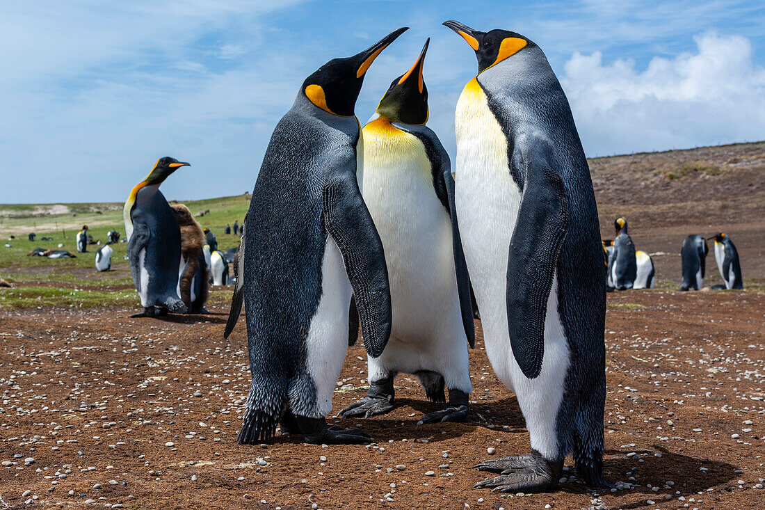 King penguins at a colony