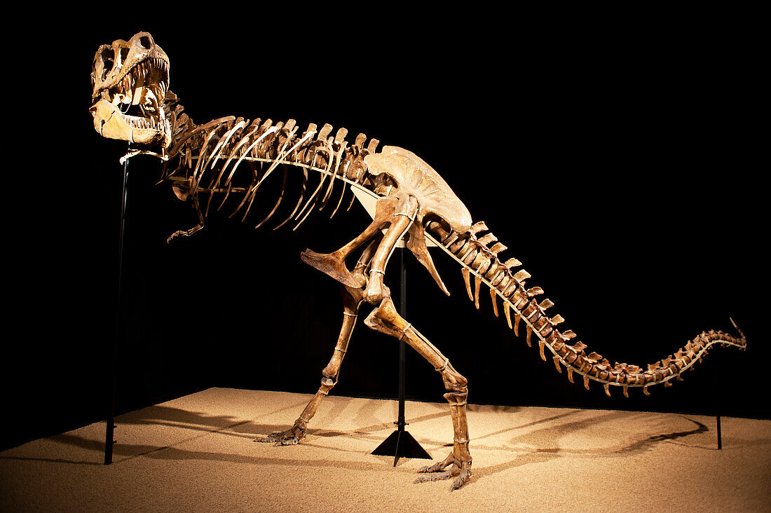 Tarbosaurus bataar dinosaur skeleton