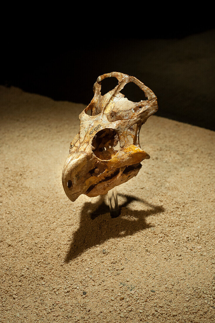 Protoceratops andrewsi skull