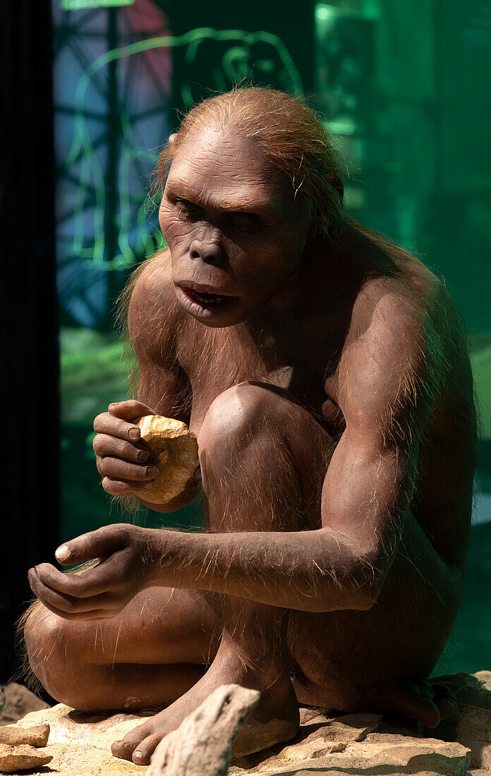 Homo habilis model