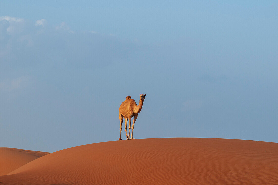 Wild camel standing atop a large sand dune in a vast desert