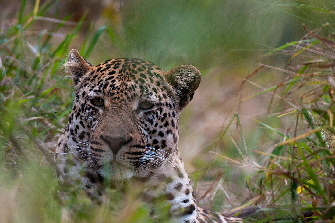 Male leopard hiding in tall grass