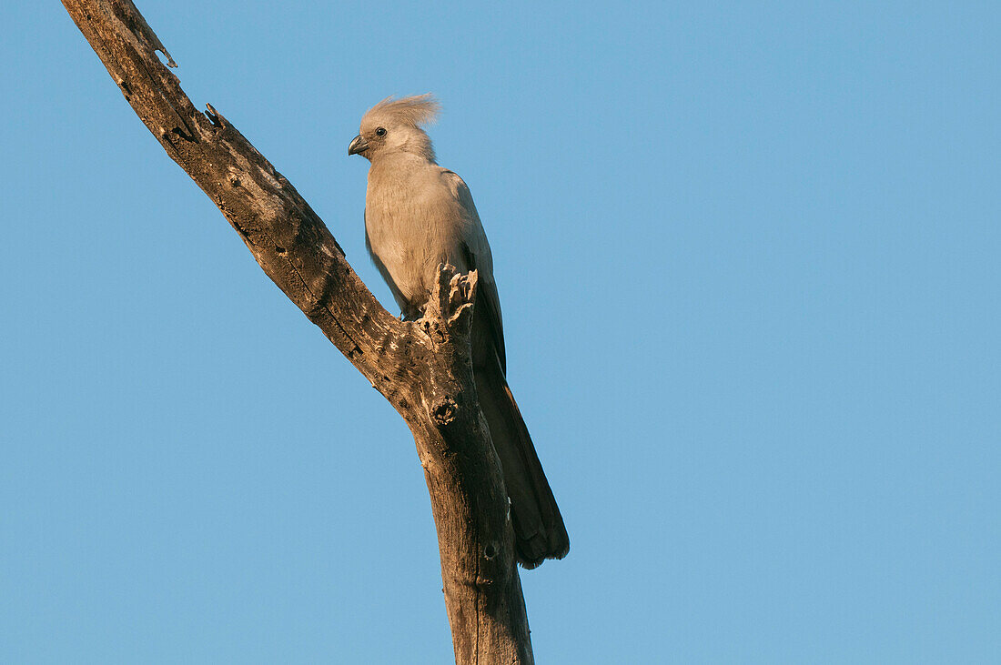 Grey go-away bird perched on a tree branch
