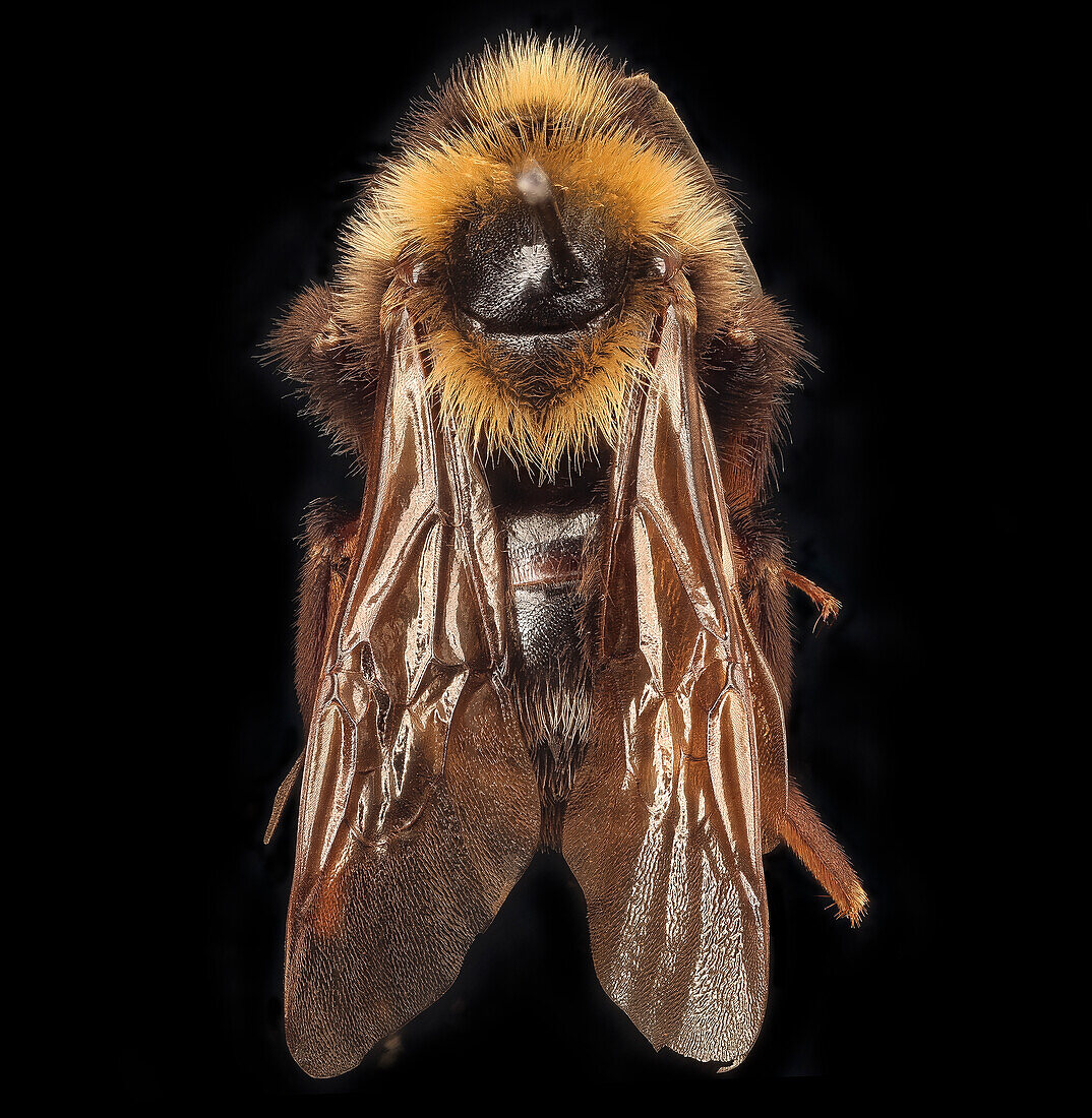 Bombus variabilis bee