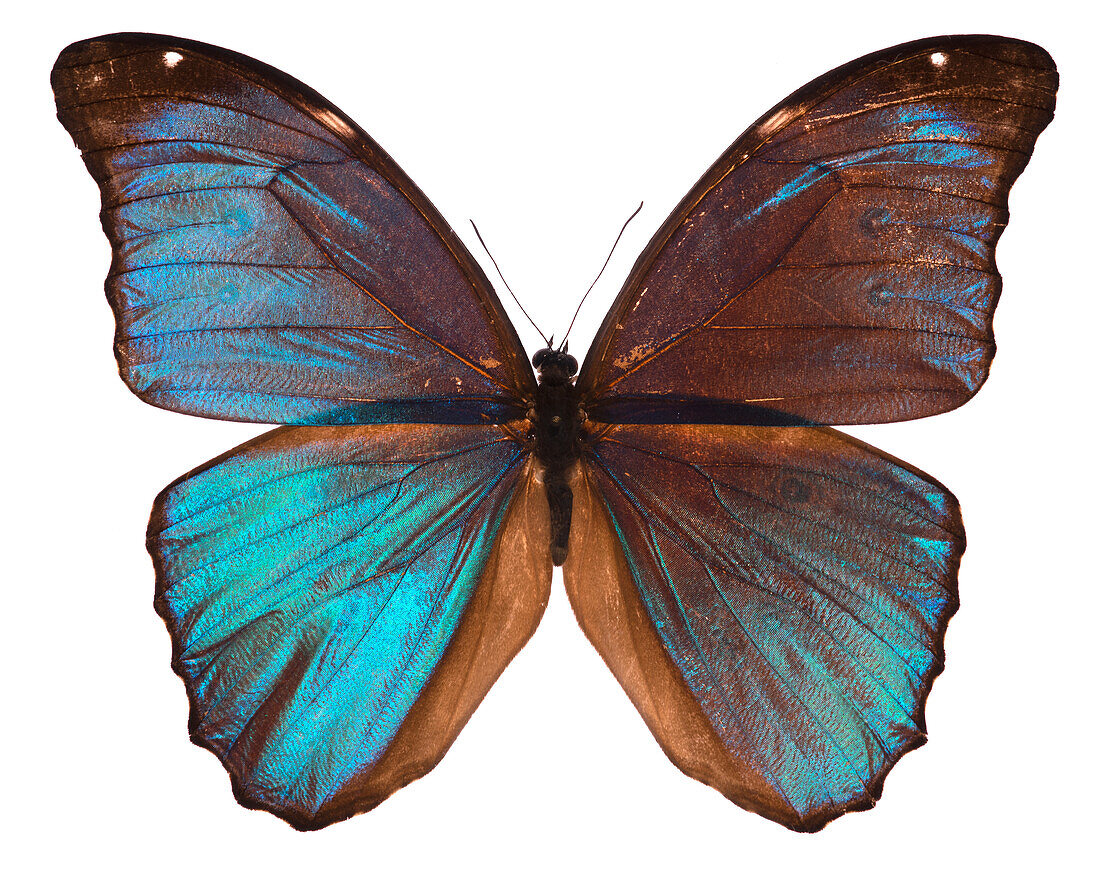 Menelaus blue morpho butterfly