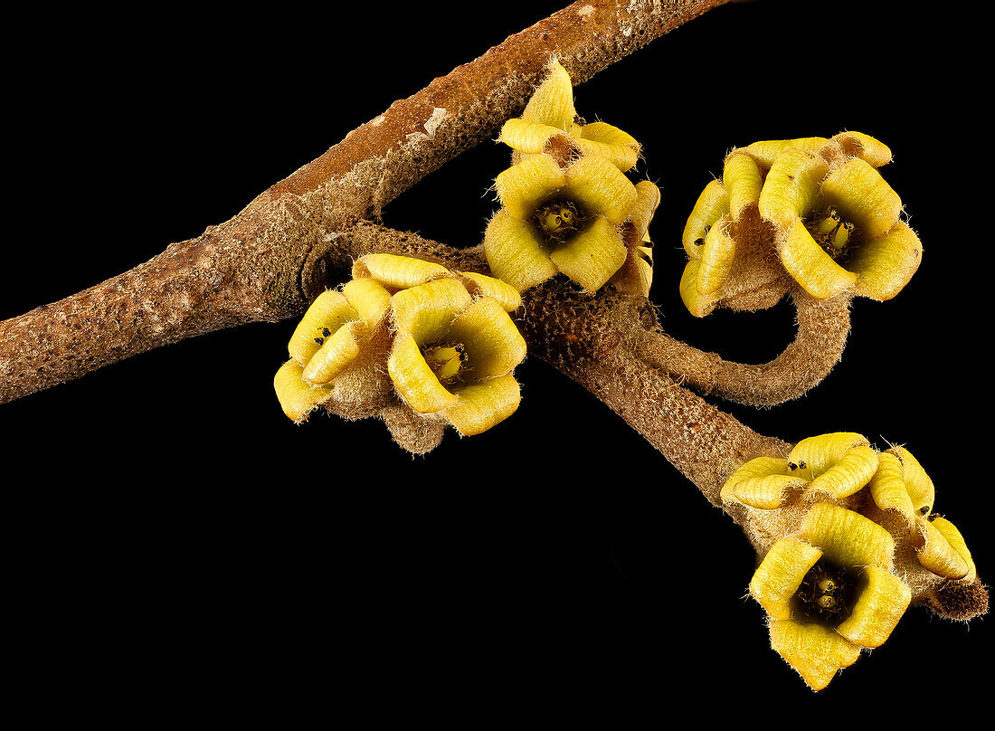 Witch hazel