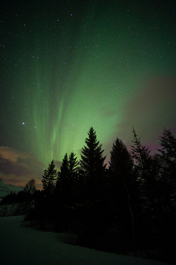 Northern lights display over pine trees
