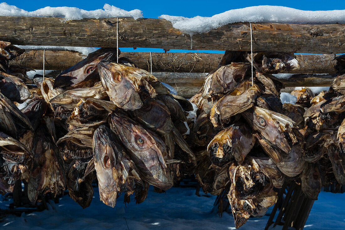 Strings of cod fish heads hanging from a drying rack