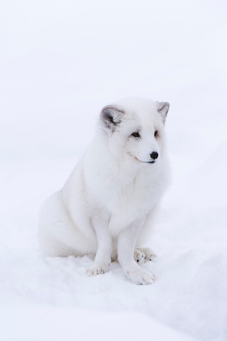 Arctic fox sitting in the snow
