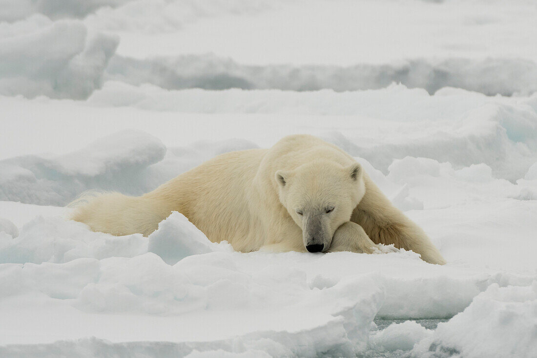 Resting polar bear