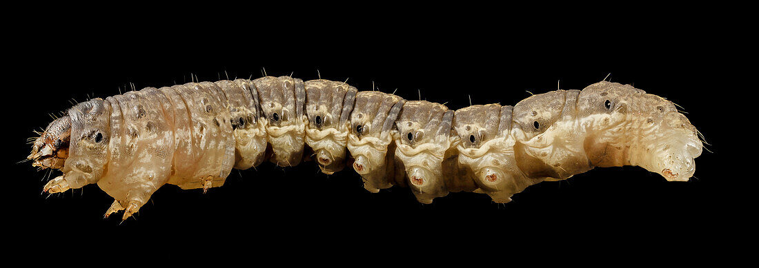 Black cutworm caterpillar