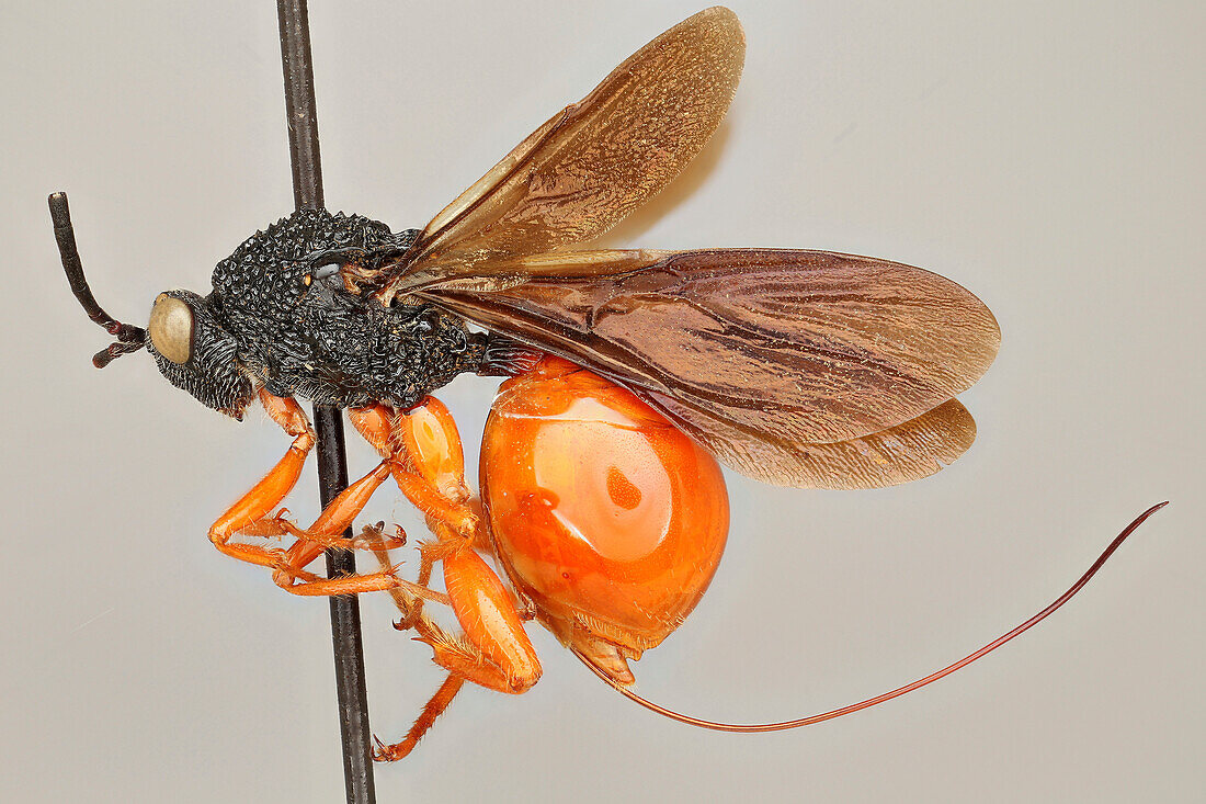 Oberthuerella lenticularis wasp