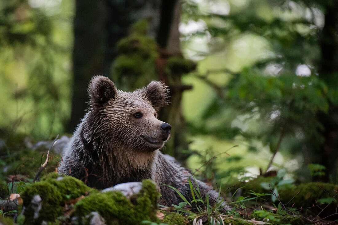 European brown bear resting in the forest