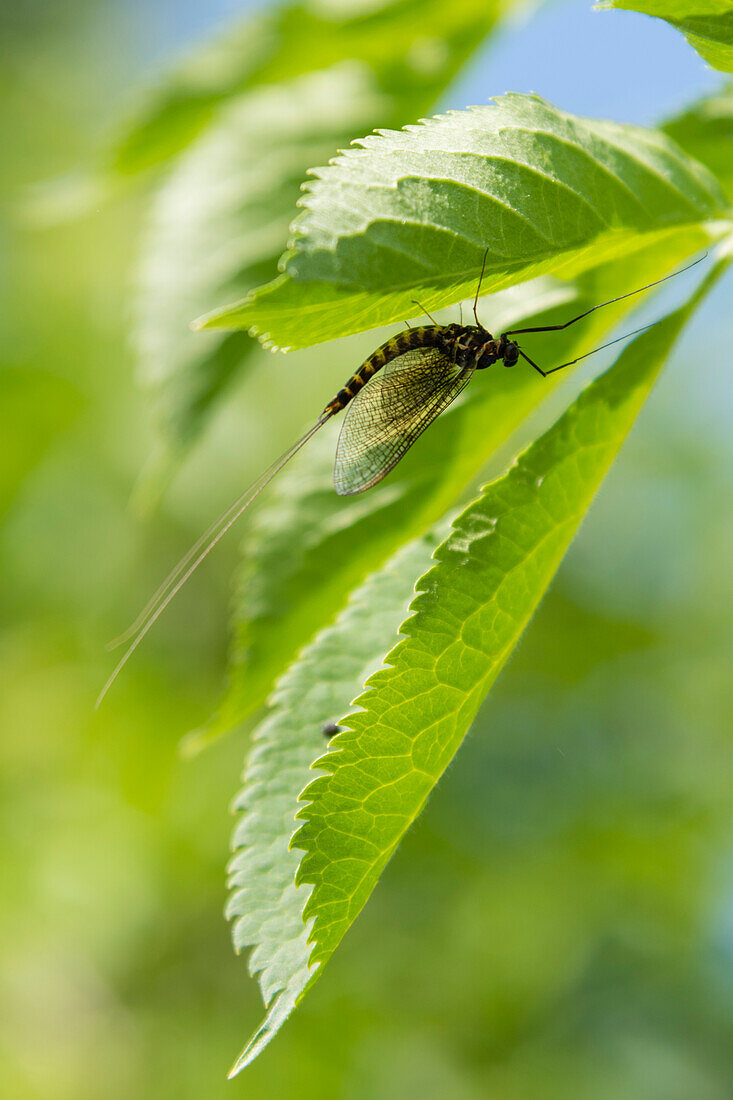 Mayfly on a leaf after moulting