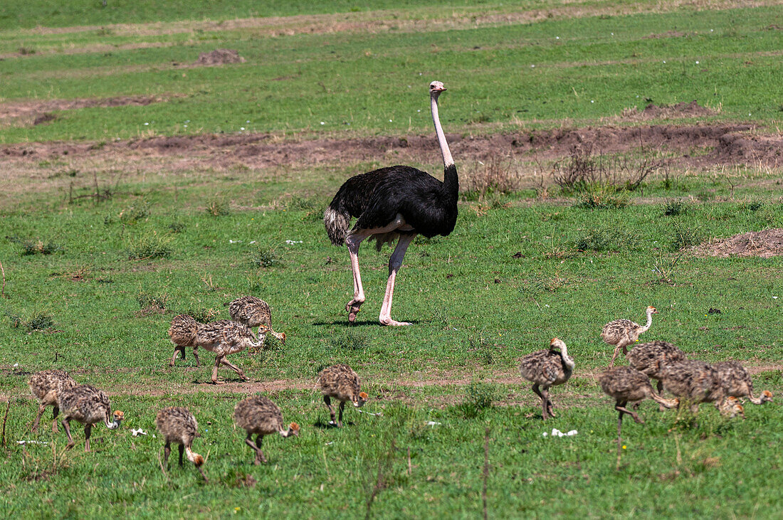 Male ostrich keeping watch over his clutch of chicks