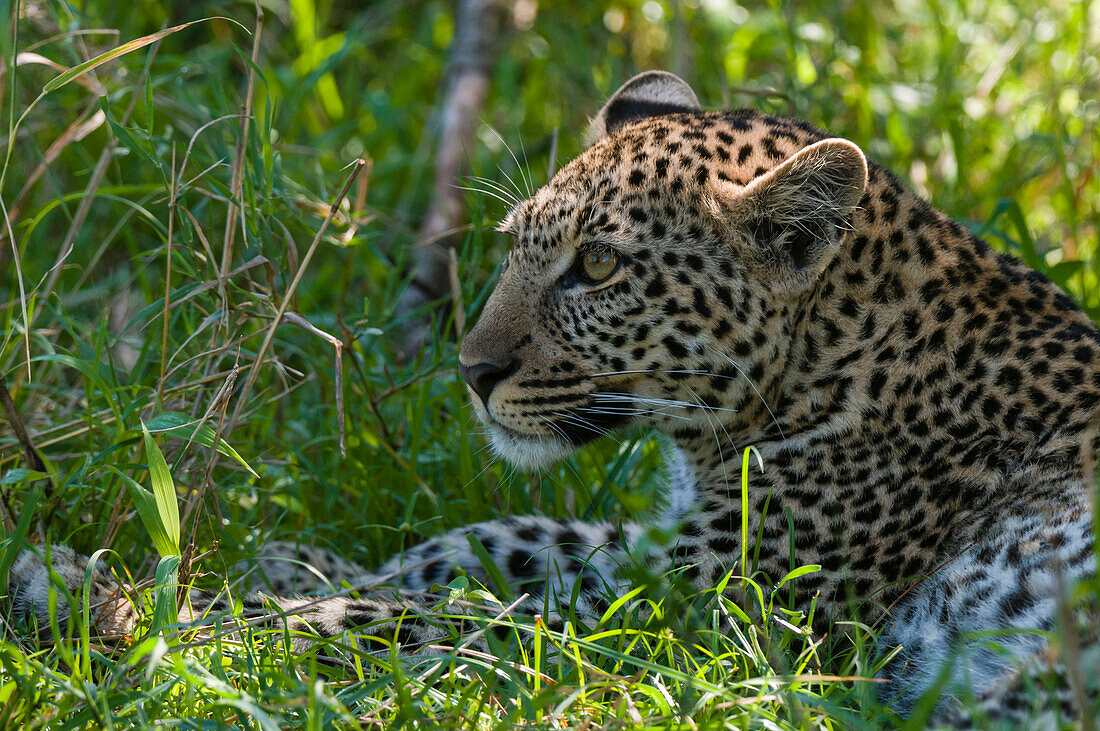 Young leopard resting in the shade