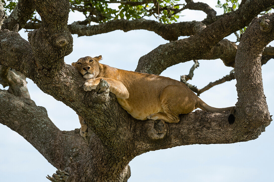 Two lionesses resting in a sausage tree (Kigalia africana)