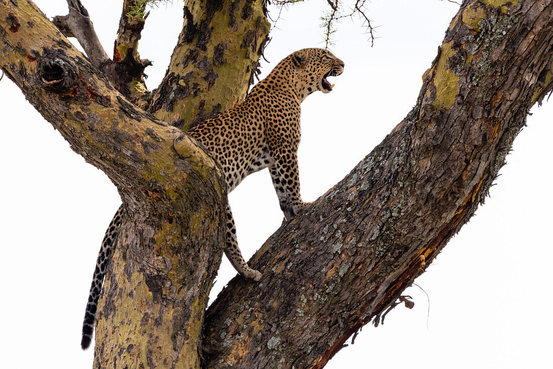 Leopard standing on a tree