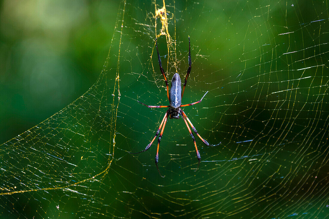 Palm spider in its web