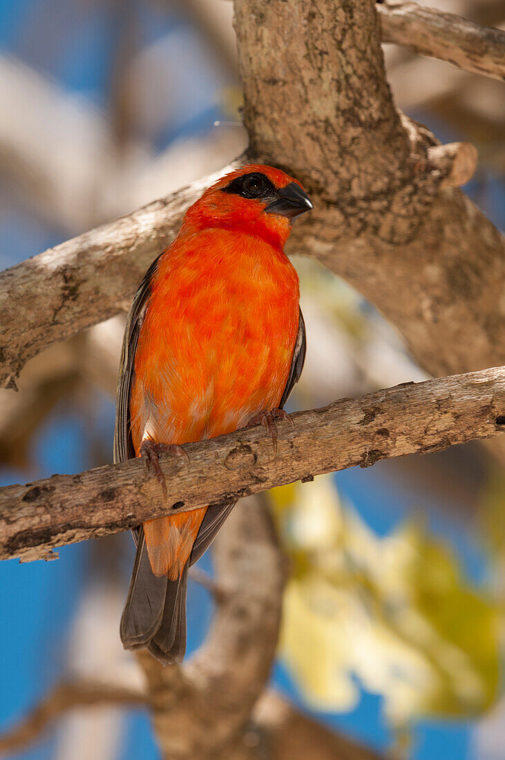 Madagascar red fody perching on a tree branch