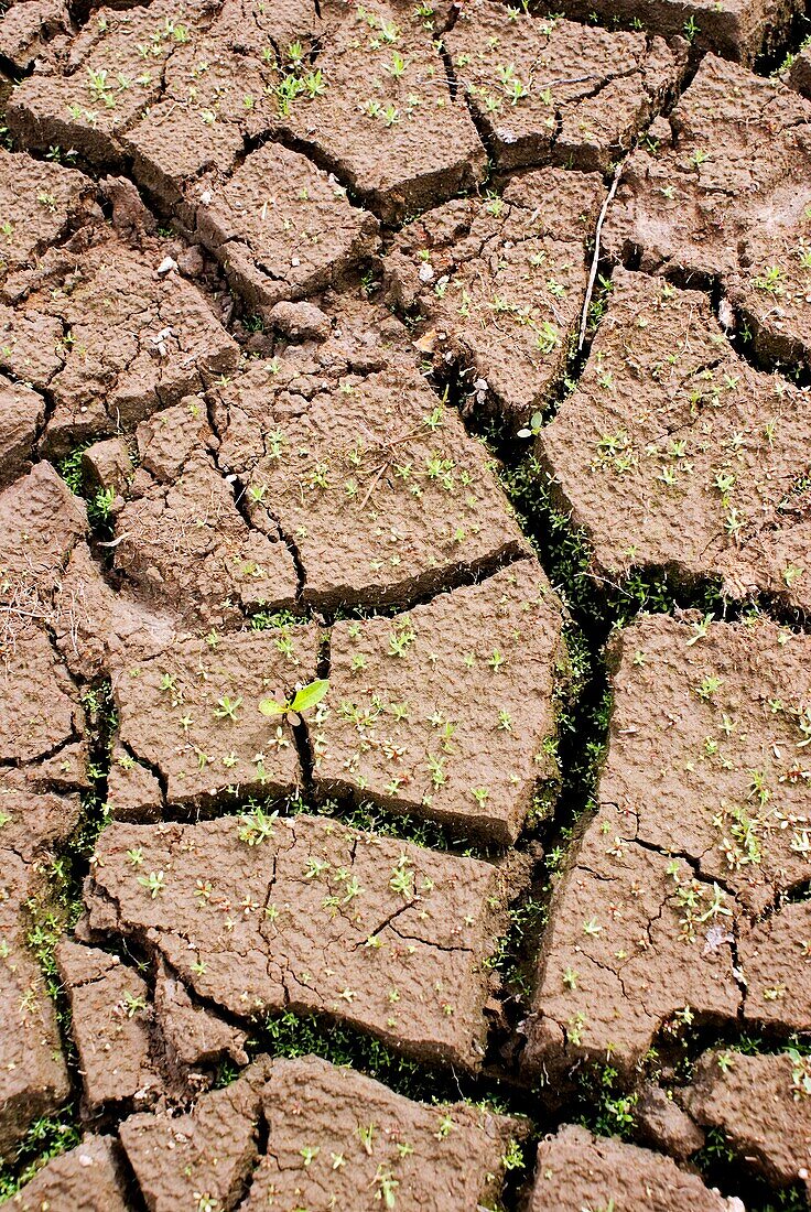 Cracked lakebed during drought